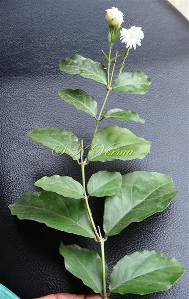  Flowering shoot-leaves with adaxial view